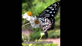 Butterfly life cycleplants zoology Entomology gardening plantscience biology [upl. by Mag425]