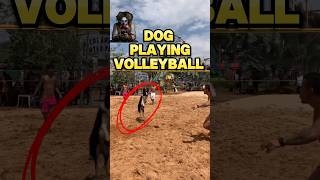 DOG PLAYING FOOTVOLLEY  dogaltinha [upl. by Name]