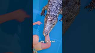 How To Escape An Alligator Death Roll 😨 [upl. by Airotna875]