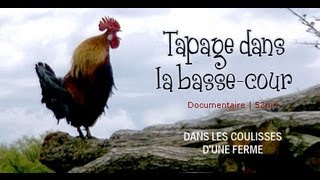 Tapage dans la bassecour  Aventure à la ferme  documentaire animalier [upl. by Alpheus493]