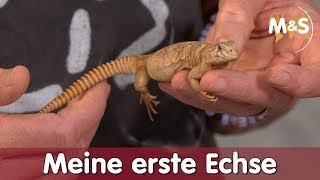 Meine erste Echse  Welches Tier passt zu mir  Reptil TV [upl. by Ynwat]