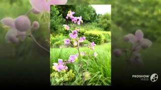 Thalictrum  garden plants [upl. by Eittod]