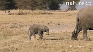 African elephant Loxodonta africana calf walking and feeding on a grass stem Kenya [upl. by Kauffman521]