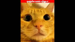 😂🐕🐈டேய் டேய் மச்சி😂🐕🐈comedyvideosviral trending funnyanimal videos [upl. by Egdamlat]