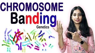 Chromosome Banding Techniques I Genetics II Detailed Explanation and PYQ [upl. by Samella]