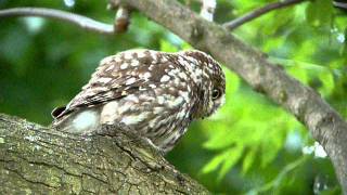 Little Owl calling [upl. by Housum]