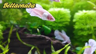 Precioso acuario comunitario bettas hembras Dumbos halfmoon [upl. by Amoritta]