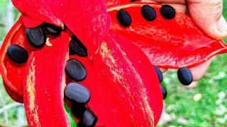 Foraging Monkey Nut Sterculia macrophylla [upl. by Lerrej]