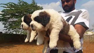 Best Saint Bernard puppies available in Bangalore [upl. by Noicnecsa562]