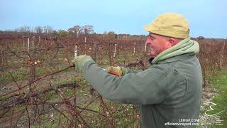 Simulating Mechanical Pruning in Concord Vines  LERGP Podcast 44 [upl. by Alym26]