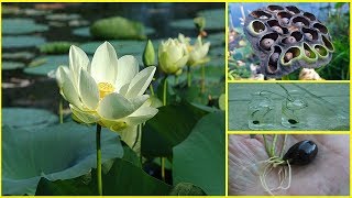 How to Grow Lotus Plant at Home  FAST N EASY METHOD [upl. by Ignacia]