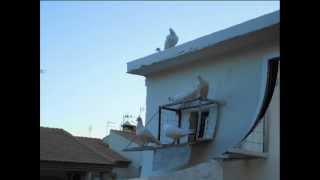 Palomas mensajeras Blancas Granada [upl. by Regor]