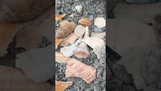 Leaving SeaShells for the next person cool outdoors beach seashells seashore foryou youtube [upl. by Ysset]