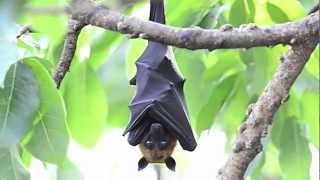 True Facts About The Fruit Bat [upl. by Winters458]