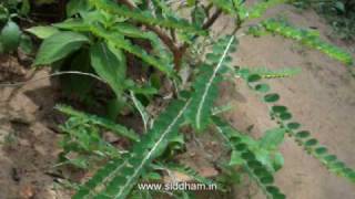 Herbal Medicine  Phyllanthus niruri  Natural Remedy for Jaundice [upl. by Sadella73]