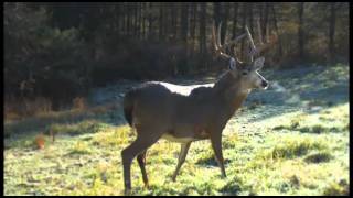 The Art of Placing Tree Stands  Deer amp Deer Hunting TV Season 7 Episode 2 [upl. by Stuppy]