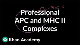 Professional antigen presenting cells APC and MHC II complexes  NCLEXRN  Khan Academy [upl. by Bazil]