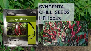 Syngenta red cjilli seeds 2043  chilli seeds syngenta 2043  rate  quality  where to buy [upl. by Moskow]