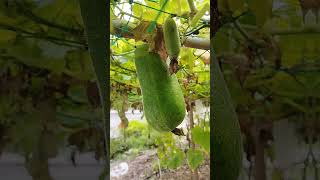 Fuzzy melon aka kundur bulu garden fruitplant [upl. by Fiedler]