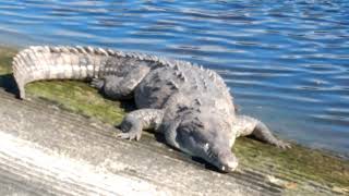 American Alligator vs American Crocodile Everglades National Park [upl. by Maxama390]