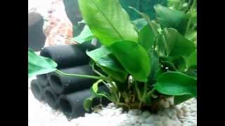 aquarium poisson deau chaude et deau douce platy et guppy [upl. by Nehgam]