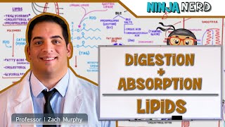 Gastrointestinal  Digestion amp Absorption Of Lipids [upl. by Raina]