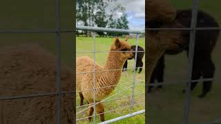 Cutie alpacas newzealand alpaca alpacafarm fyp fypシ゚viral fypage touristattractions [upl. by Eitsyrc]