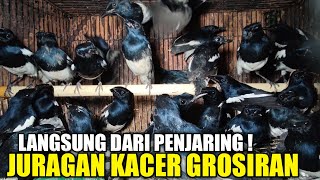 JADI REBUTAN  HARGA OMBYOKAN KACER PALING LARIS STOK RIBUAN EKOR DI KIOS PASAR PRAMUKA [upl. by Angelita]