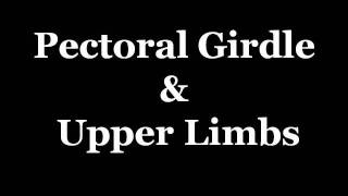 Pectoral Girdle amp Upper Limbs  2 [upl. by Neela]