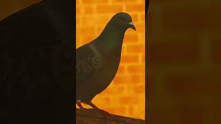 Feral pigeon [upl. by Morton476]