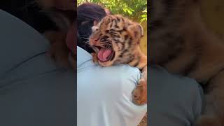 🐯🐯🐯Put me down tigercub tiger kitten foryou fpy cute kitty zoo adorable [upl. by Alauqahs559]