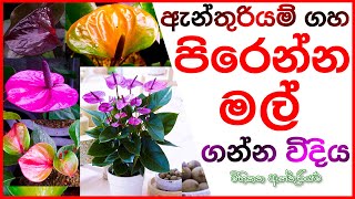 Anthurium fertilizer ඇන්තුරියම් පොහොර Anthurium pohora Anthurium wagawa sinhala [upl. by Hiroshi]