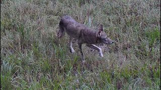 July 23 2024 Wildlife in Alabama Cherokee Colbert County Security video ptz autracking [upl. by Adnotal]