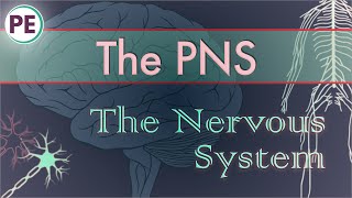 The Nervous System Peripheral Nervous System PNS [upl. by Magnum285]