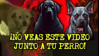 NO VEAS ESTE VIDEO JUNTO A TU PERRO  RELATOS DE PERROS ACTUANDO COMO HUMANOS [upl. by Nnahtebazile]