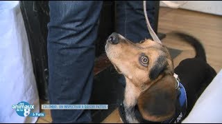 Punaises de lit  Reportage sur la détection canine  Les animaux de la 8 [upl. by Catina]