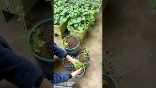 Planting coriander in flowerpots can also relieve stress in this way [upl. by Mota582]