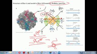 Genetic recombination lecture 1  homologous recombination [upl. by Ylsew]