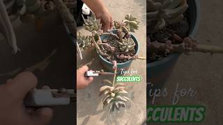 Become a Succulent Master in 30 Days with These Simple Tricks [upl. by Thebault]