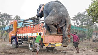 Genius Way They Transport Elephants by Trucks [upl. by Ahsiled536]