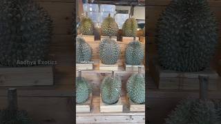 Durian Fruits in Thailand Fruit Market  Aadhya Exotics  9290909559 [upl. by Ardell]