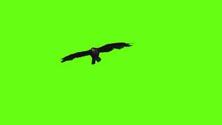 Eagle Flying Green Screen Bird Video Effect [upl. by Enelad341]