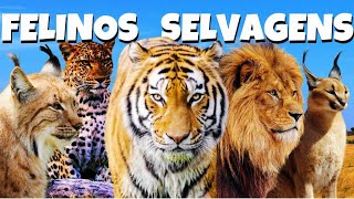 Conheça Todos os Tipos de Felinos Selvagens [upl. by Josefina]