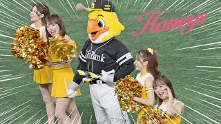 《プロ野球 チアリーダー》福岡ソフトバンクホークス ハニーズ Honeys 2024 ④《BraveTV》 [upl. by Avlis]