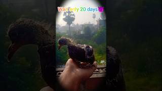 Wait only 20 days👿 ZEFpets viral video 🔥 [upl. by Dranrev]