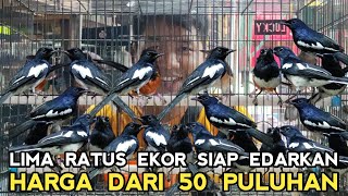 GAWAT  BISA SEMURAH INI HARGA KACER DAPUT OMBYOKAN DR 50 RIBUAN DI KIOS SIGIT PASAR BURUNG PRAMUKA [upl. by Shriver]