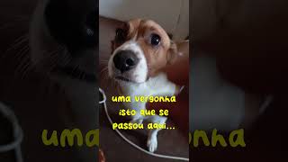 Ernesto react  quotPretzel de amêndoaquot pets cachorro cachorrinhosengracados humor [upl. by Peugia]