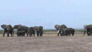 Elephants react to the recorded roar of a lion [upl. by Hgierb]