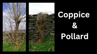 Coppice and pollard How and why [upl. by Johathan]