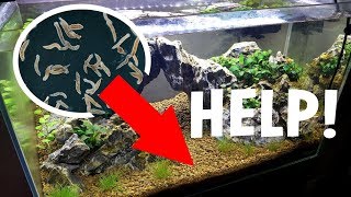 HELP SHRIMP MOUNTAIN AQUARIUMS GOT WORMS [upl. by Whitson]